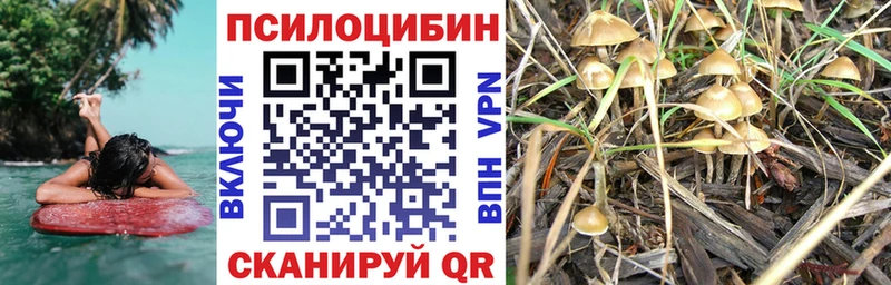 Псилоцибиновые грибы Psilocybe  даркнет сайт  блэк спрут как войти  Норильск 